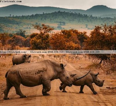 Tải file gốc dong vat thien nhien su tu 568 (in khổ lớn) không mờ