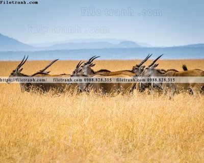 File tranh gốc dong vat thien nhien su tu 576 (bản quyền) Filetranh.com