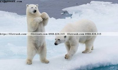 Tải file tranh dong vat thien nhien su tu 586 (ảnh gốc) ngay