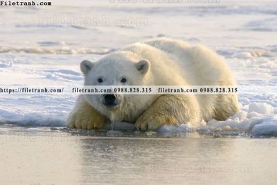 Tải về file gốc dong vat thien nhien su tu 588 (chuẩn in ấn)