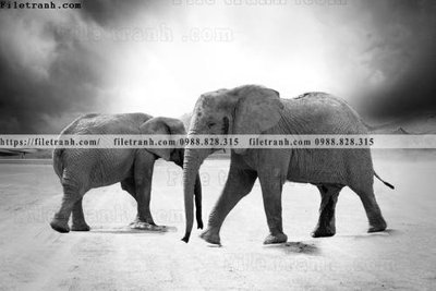 File gốc dong vat thien nhien su tu 590 (phong cách) tối giản