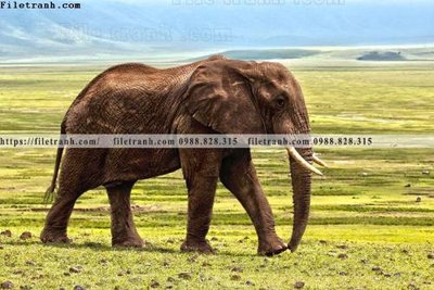 Download file tranh PSD dong vat thien nhien su tu 591 để chỉnh sửa