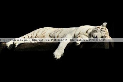 File tranh dong vat thien nhien su tu 592 (bản gốc) treo quán cafe