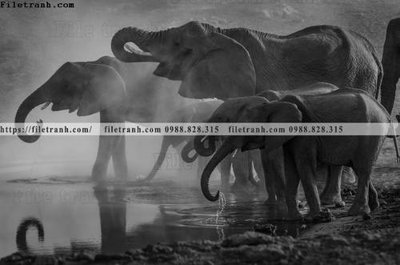 File ảnh dong vat thien nhien su tu 598 (gốc) in Hiflex