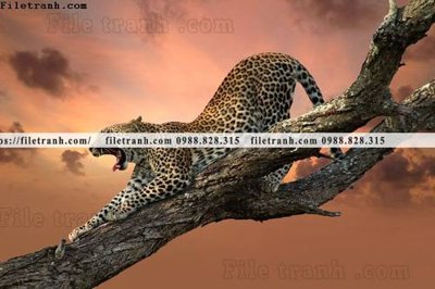 File tranh hinh anh chup anh con bao 602 (bản gốc) treo phòng ăn