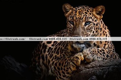 File tranh hinh anh chup anh con bao 603 (file gốc) chủ đề phong thủy