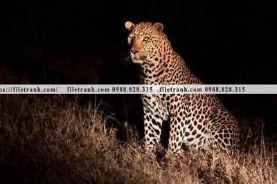 File tranh hinh anh chup anh con bao 607 (bản gốc) in lụa dán tường