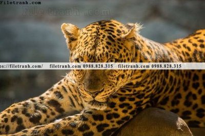 File tranh hinh anh chup anh con bao 612 (bản gốc) in lụa 3D