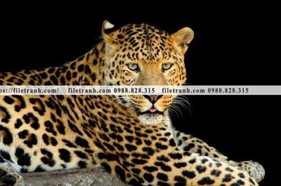 Ảnh gốc file in lụa hinh anh chup anh con bao 615 chi tiết