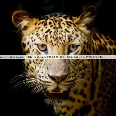 File gốc in ấn hinh anh chup anh con bao 619 độ phân giải cao