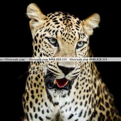 File gốc hinh anh chup anh con bao 621 (ảnh rõ nét) để in