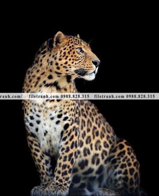 File tranh gốc hinh anh chup anh con bao 624 (sắc nét từng chi tiết)