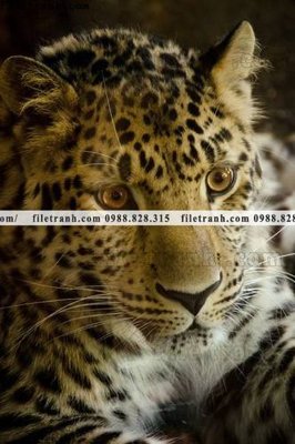 Download file hinh anh chup anh con bao 627 (gốc) cho xưởng in