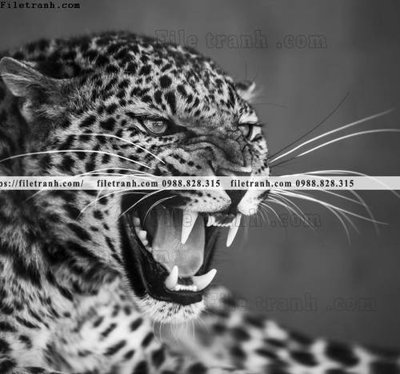 Cung cấp file tranh gốc hinh anh chup anh con bao 631 độc quyền