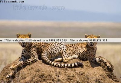 Tải file gốc hinh anh chup anh con bao 632 dùng cho in ấn