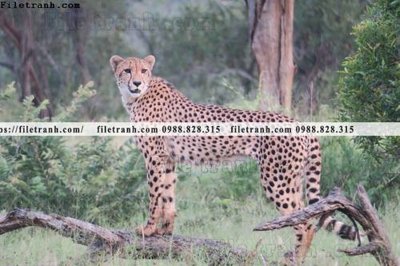 File gốc in ấn hinh anh chup anh con bao 633 chất lượng vượt trội