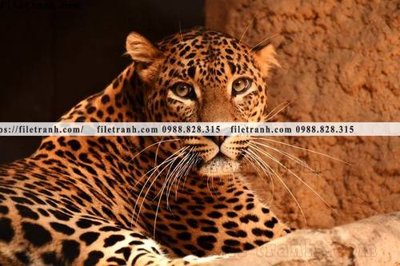 File ảnh hinh anh chup anh con bao 638 (gốc) in Hiflex