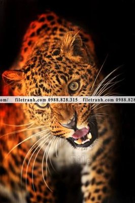 File ảnh hinh anh chup anh con bao 640 (gốc) cho trang trí nhà hàng