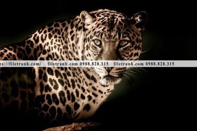 File in lụa hinh anh chup anh con bao 642 (phong cảnh) hinh anh chup anh con bao 642