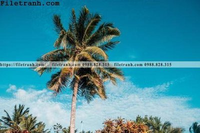 Tải file gốc hinh anh phong canh cay co cay dua ngang 102 (in không vỡ ảnh)