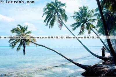 File PSD hinh anh phong canh cay co cay dua ngang 104 (gốc) tách lớp chi tiết