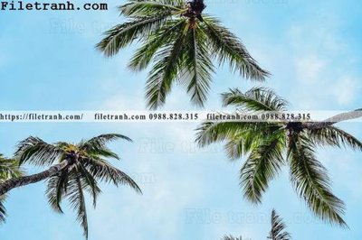 File gốc hinh anh phong canh cay co cay dua ngang 107 (in tráng gương) hiện đại