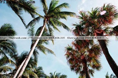 Chi tiết file tranh tráng gương hinh anh phong canh cay co cay dua ngang 108 (ảnh gốc)