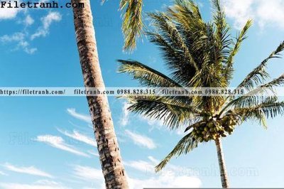 Tải file hinh anh phong canh cay co cay dua ngang 126 (ảnh gốc) file TIFF