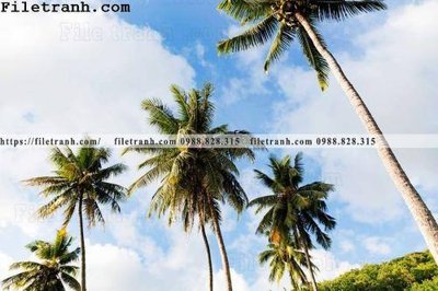 File gốc hinh anh phong canh cay co cay dua ngang 127 (in lụa) tranh thuận buồm