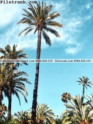 Ảnh gốc hinh anh phong canh cay co cay dua ngang 131 (độ nét cao) in tráng gương