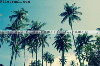 File in ấn hinh anh phong canh cay co cay dua ngang 136 (bản gốc) cao cấp