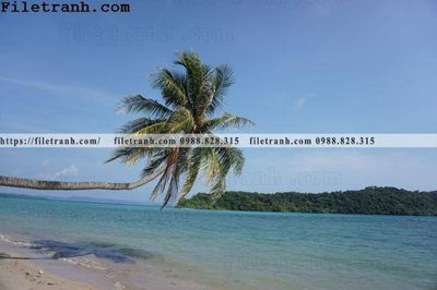 Download file hinh anh phong canh cay co cay dua ngang 142 (chuẩn in) chất lượng cao