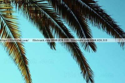 Download file hinh anh phong canh cay co cay dua ngang 147 (chuẩn in) chất lượng cao