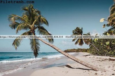 File tranh gốc hinh anh phong canh cay co cay dua ngang 150 (bản quyền) độc đáo