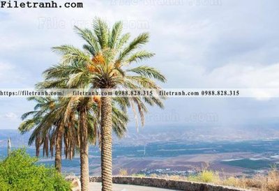 Tải file gốc hinh anh phong canh cay co cay dua ngang 156 (để in lụa)