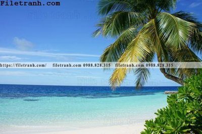 File gốc in ấn hinh anh phong canh cay co cay dua ngang 158 độ phân giải cao