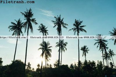 Chi tiết file ảnh hinh anh phong canh cay co cay dua ngang 163 sắc nét