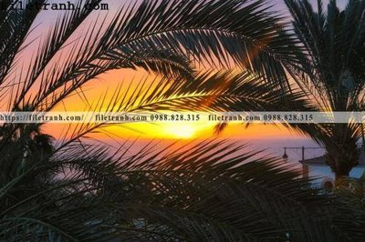 File tranh hinh anh phong canh cay co cay dua ngang 171 (ảnh gốc) in trần 3D