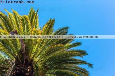 Hình ảnh file gốc in trần nhà hinh anh phong canh cay co cay dua ngang 182