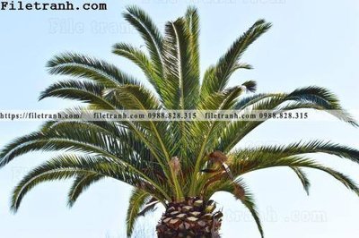 File tranh hinh anh phong canh cay co cay dua ngang 189 (file gốc) chuẩn màu in