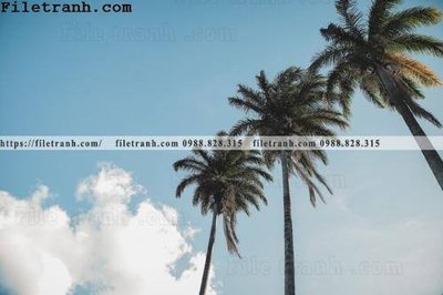 File tranh hinh anh phong canh cay co cay dua ngang 201 (gốc) chủ đề thành phố