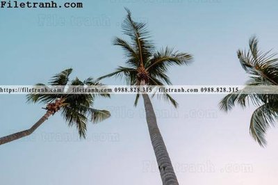 File ảnh hinh anh phong canh cay co cay dua ngang 209 (gốc) in quảng cáo ngoài trời