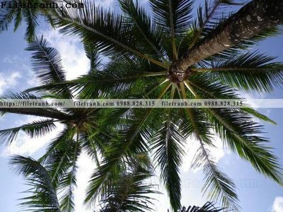 File tranh trang trí hinh anh phong canh cay co cay dua ngang 221 (tải file gốc)