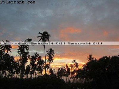 File gốc hinh anh phong canh cay co cay dua ngang 228 (ảnh rõ nét) để in