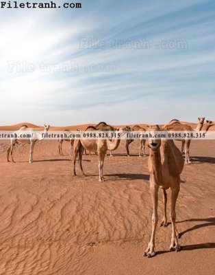 Download file tranh hinh anh phong canh sa mac yen tinh 106 (file gốc PSD)