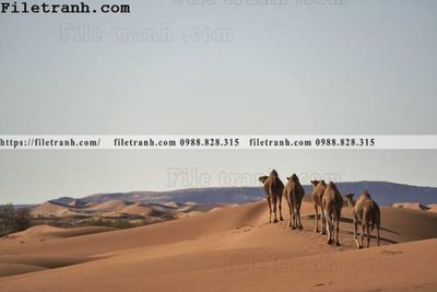 Download file tranh hinh anh phong canh sa mac yen tinh 146 (file gốc PSD)