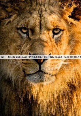 Tải file hinh anh su tu dep 678 (gốc) làm tranh treo tường