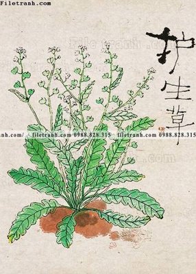 File gốc hoa chim tranh don trung quoc 122 (ảnh chi tiết) để in trần