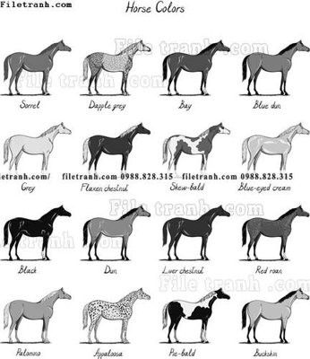 File ảnh gốc hoa tiet ngua Hermes 1560 không vỡ nét