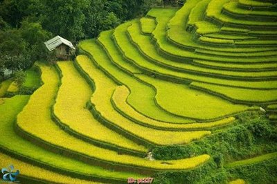 File in trần File gốc phong cảnh PC237 (file gốc) hoa văn 3D